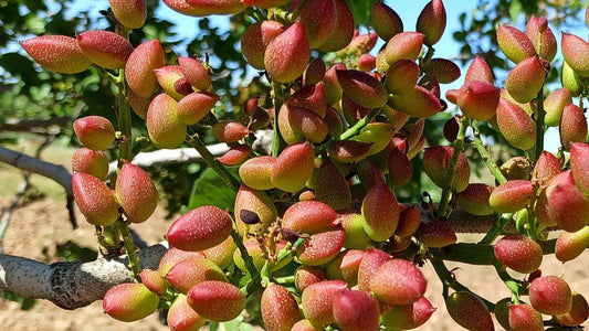 Why Pistachios Are the Underrated Supernut